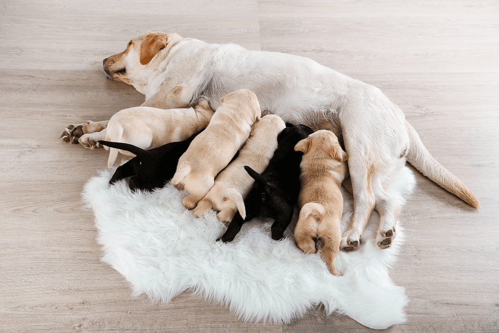 Inspire Pet Services