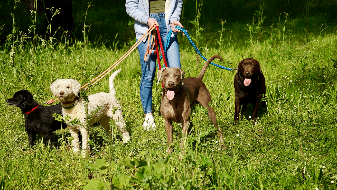 Inspire Pet Services