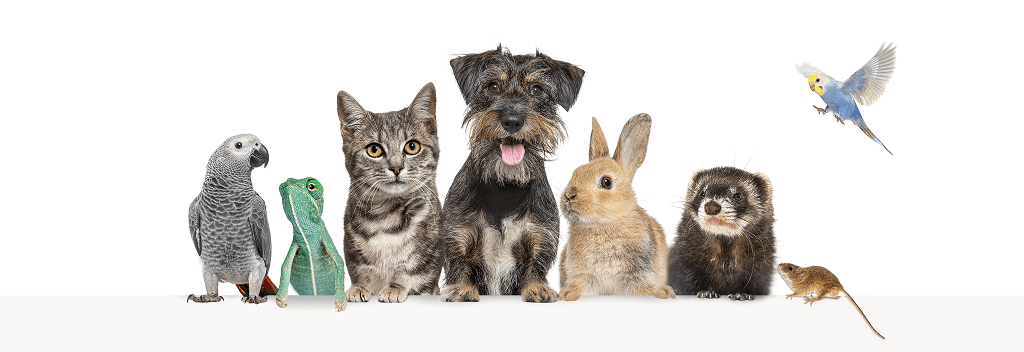 Inspire Pet Services